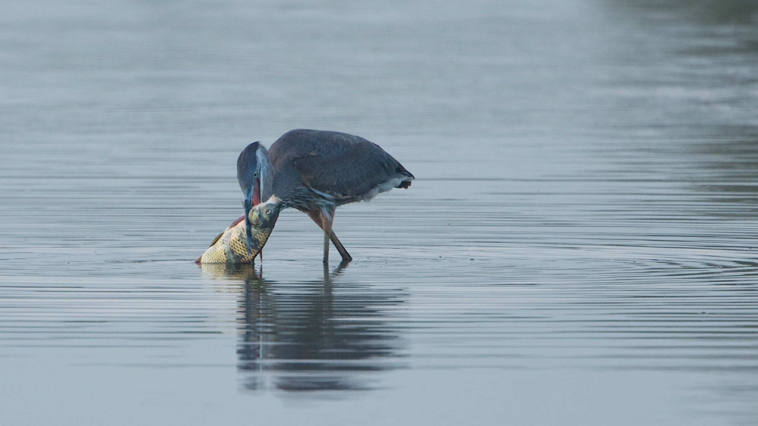 Blue Heron War (Click Top Photo to See what they are fighting over.)