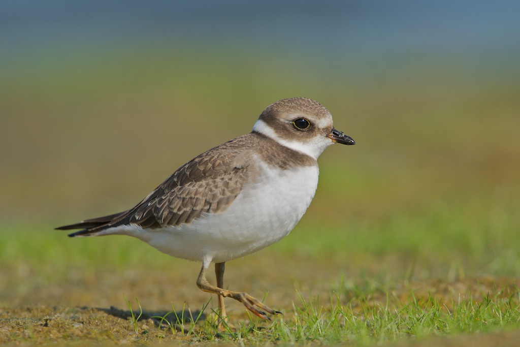 Juvenile Semipalmated Plover