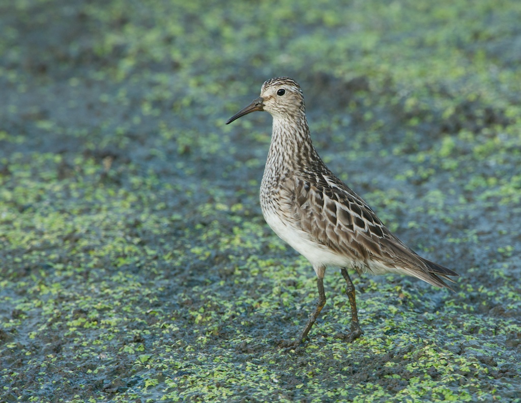 Pectoral Sandpiper