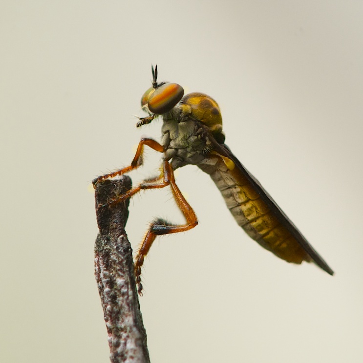 Hoverfly Waiting for a Treat – Click to See All Those Wonderful Body Parts