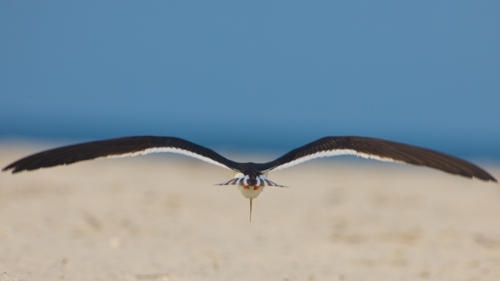 Black Skimmer Heading Out to Sea to Skim