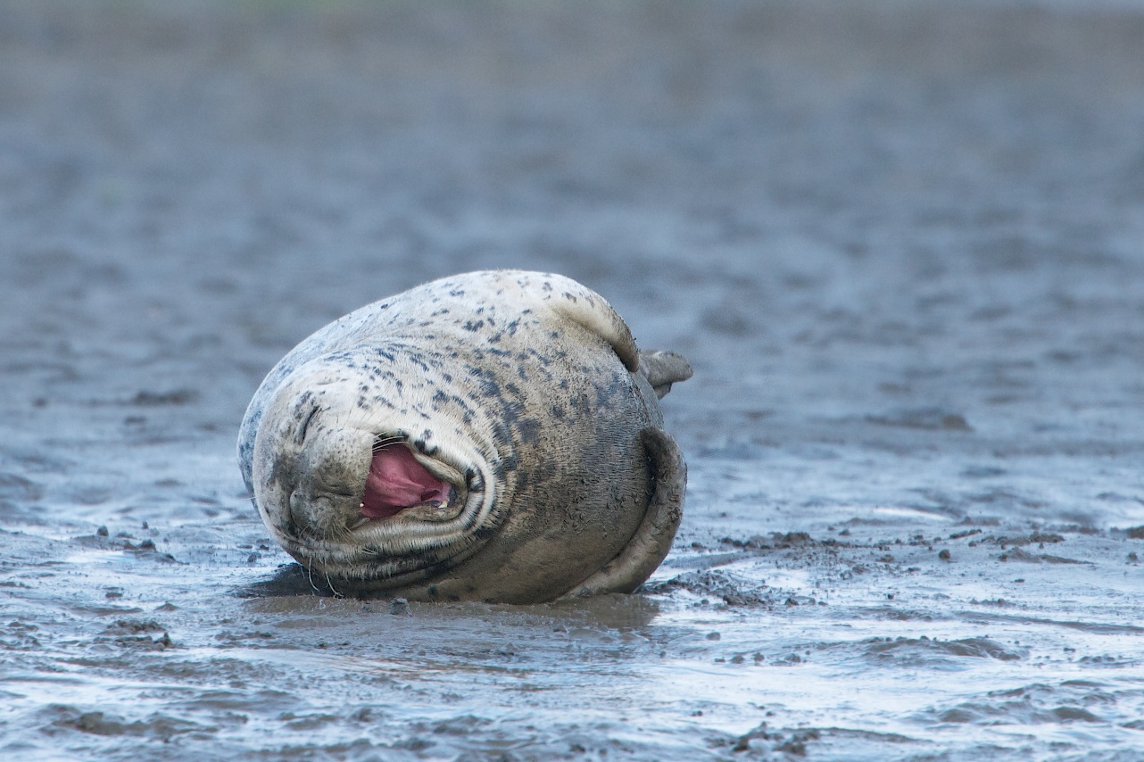 “Too Funny” Gets Finalist in July BetterPhoto Contest!!