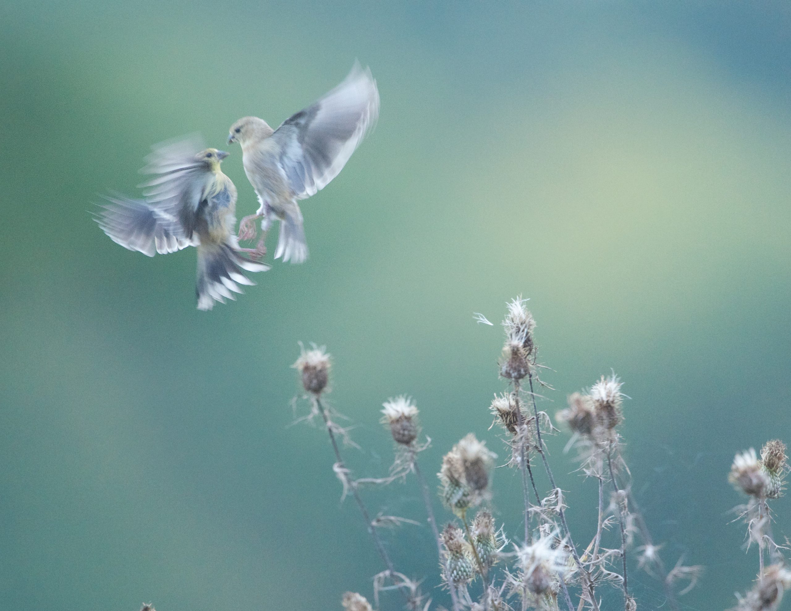 Action in the Field at Valley Forge Today