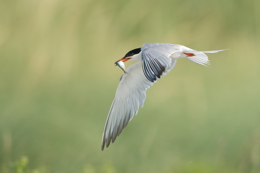 Common Tern with Fish – Nickerson Beach – Click Fish to See that Beautiful Bird