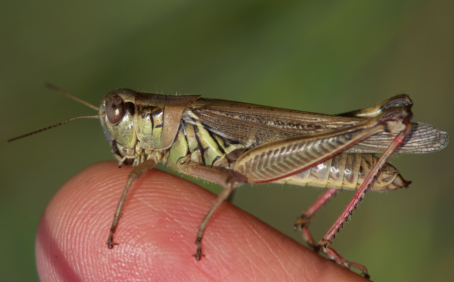 Grasshopper Kissing My Fingertip