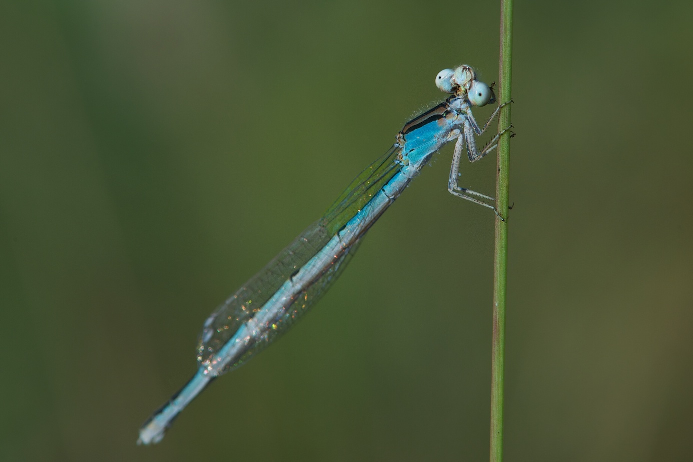 Damselfly Doing Eye Tricks (Click Eye to See How They Are Upside Down)