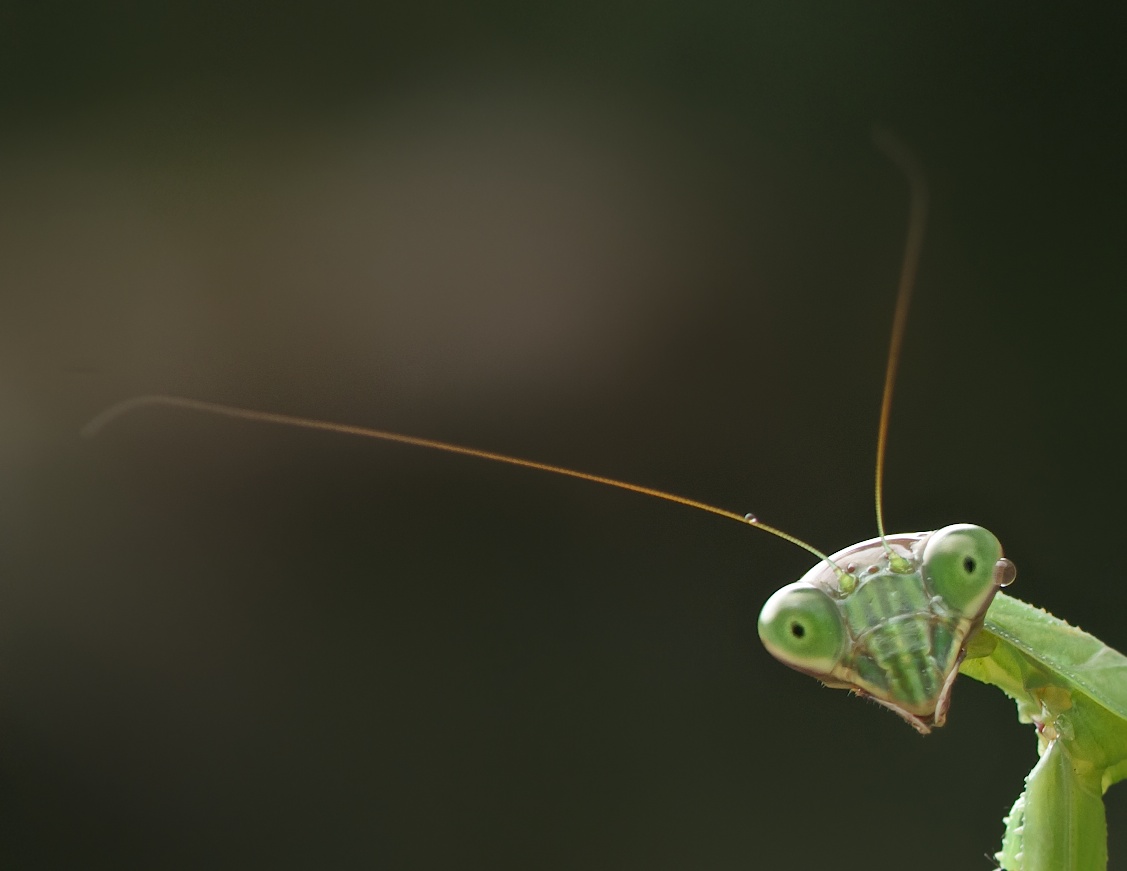 Praying Mantis with a Drop of Rain