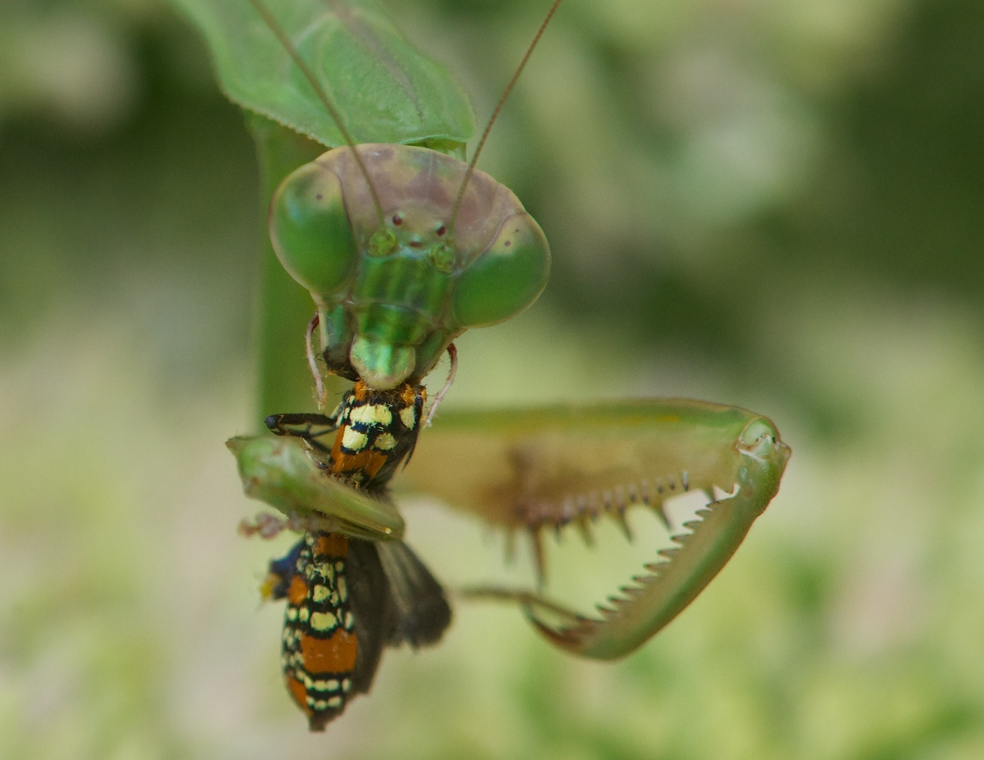 I Would Not Want to be this Bug