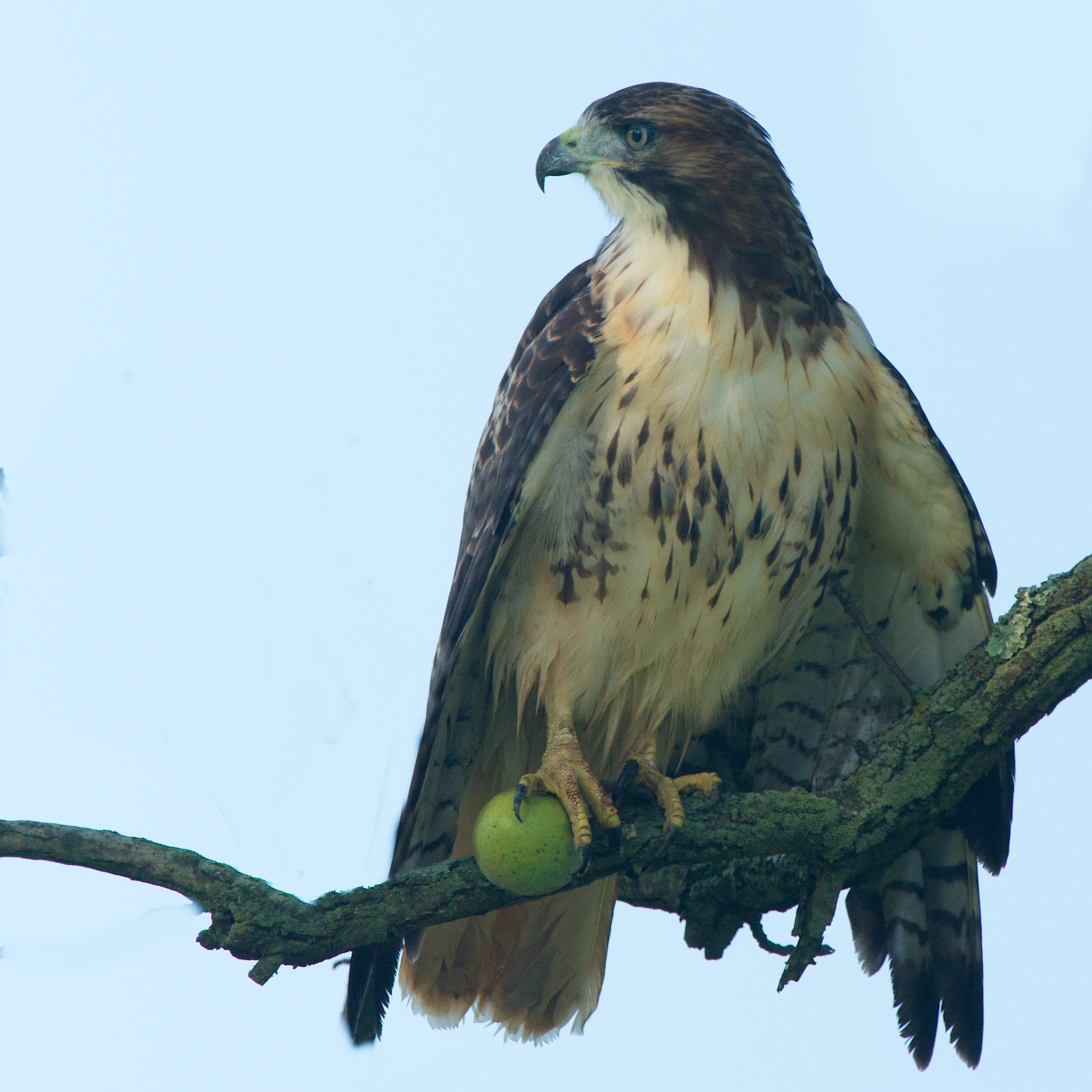 Hawk with Green Walnut