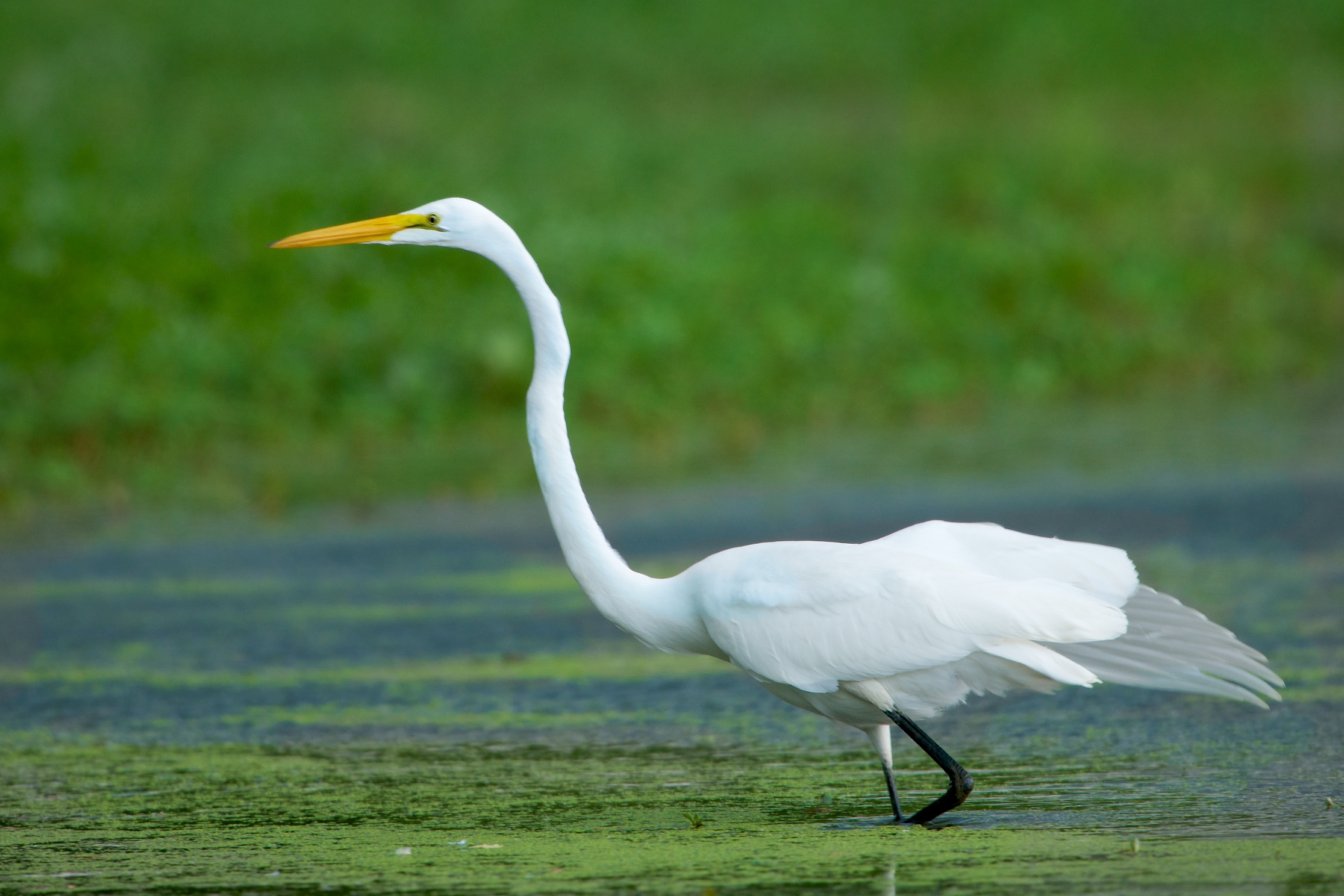 Egret in Pastel