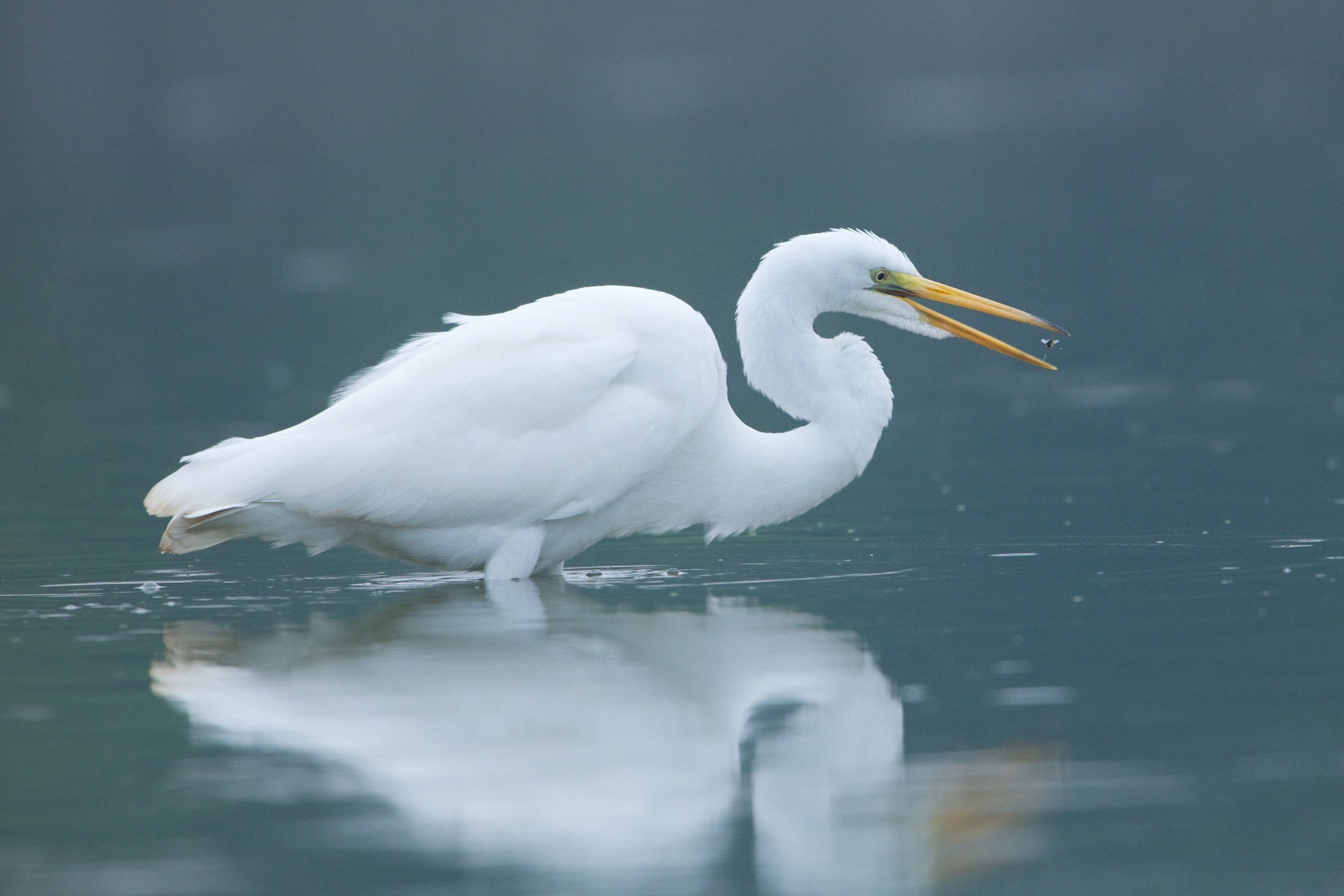 Egret on a Diet (Click to see the size of that snack)