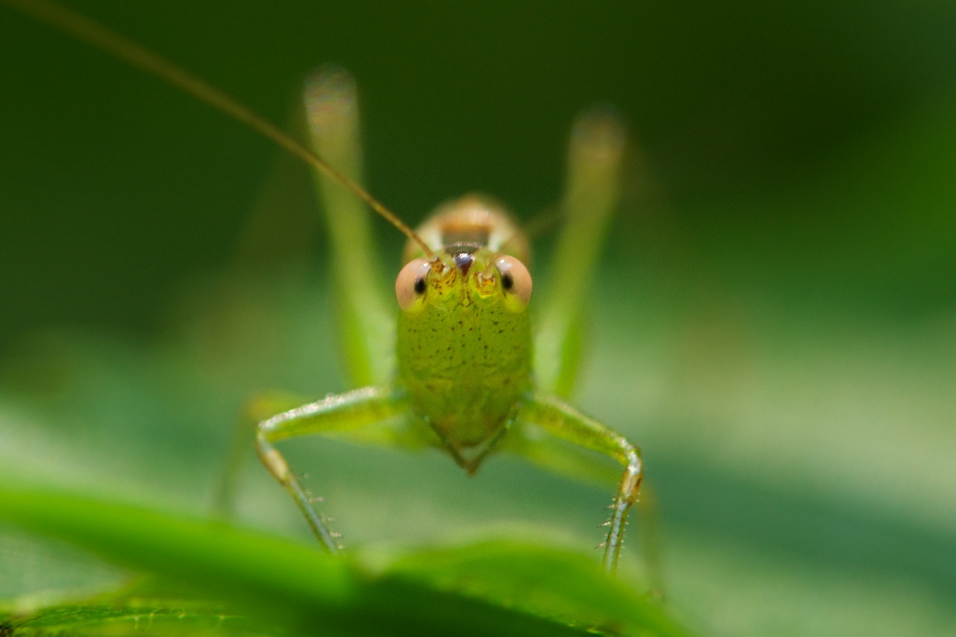 Encounter with a Katydid