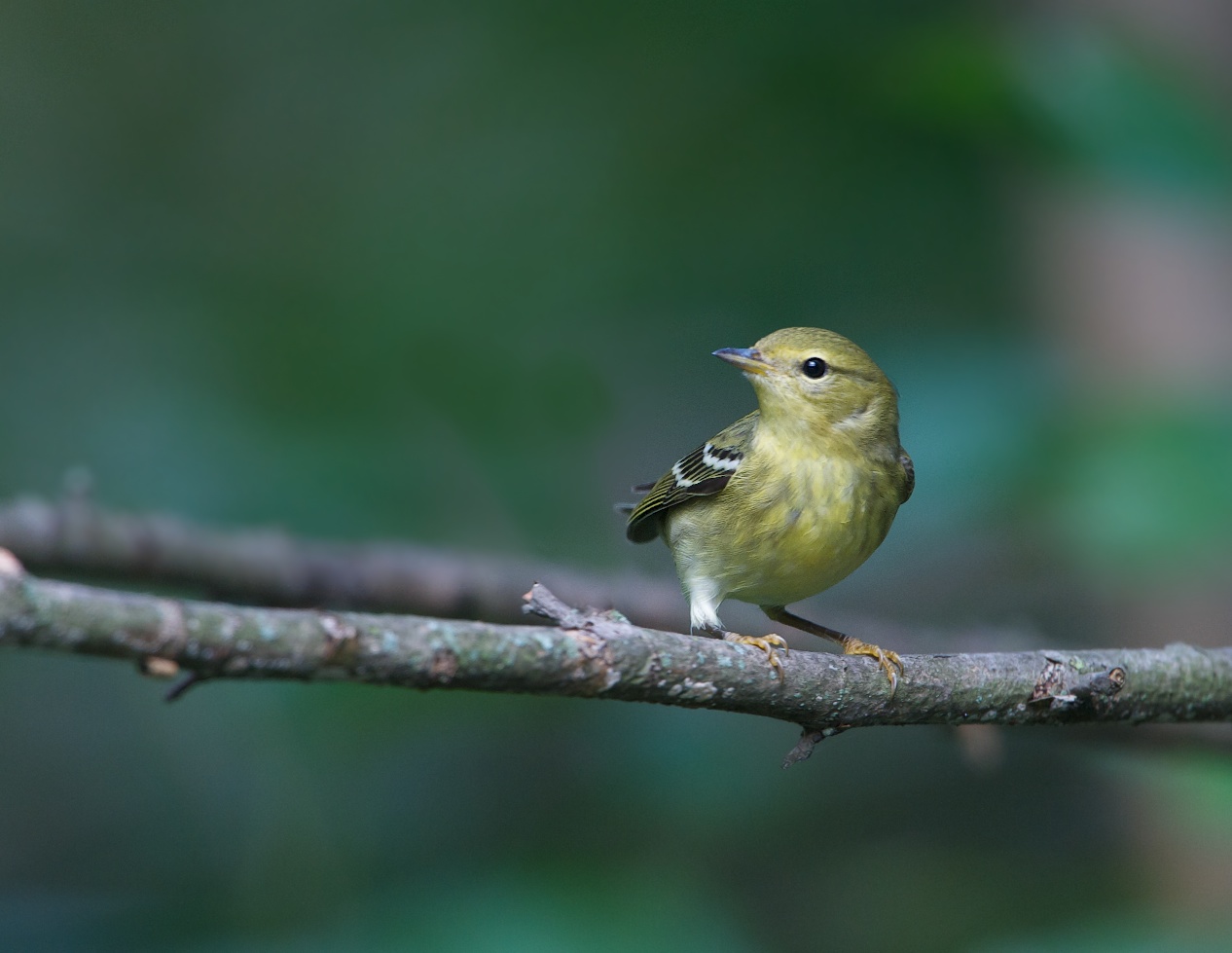 Blackpoll Warbler at John Heinz