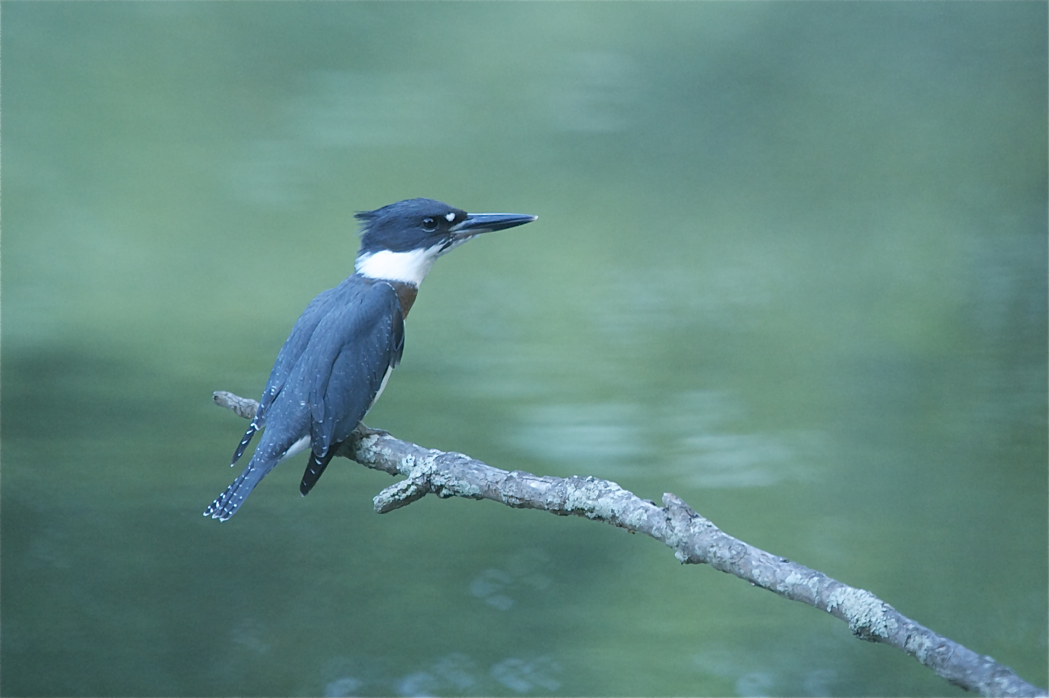 Kingfisher at Eastern College Pond