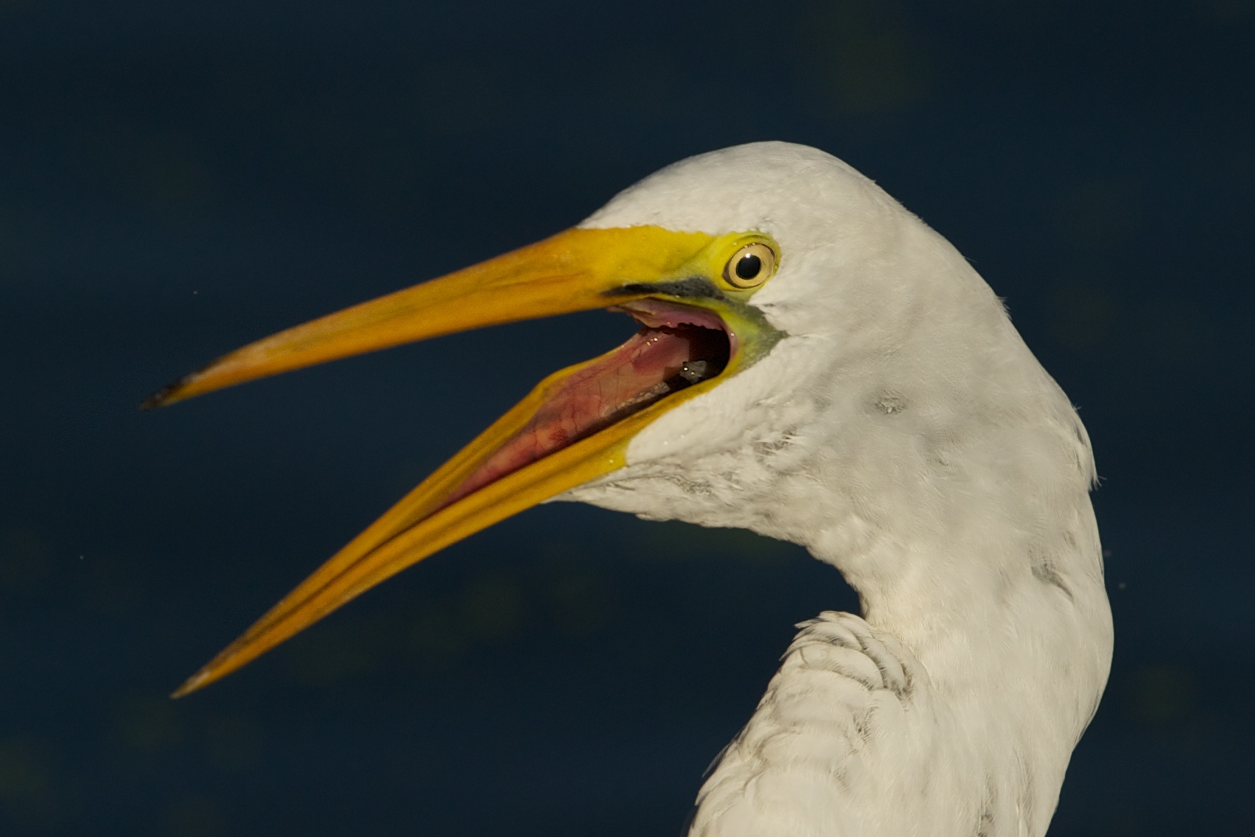 Look Closely – That’s a Little Fish Going Down the Throat