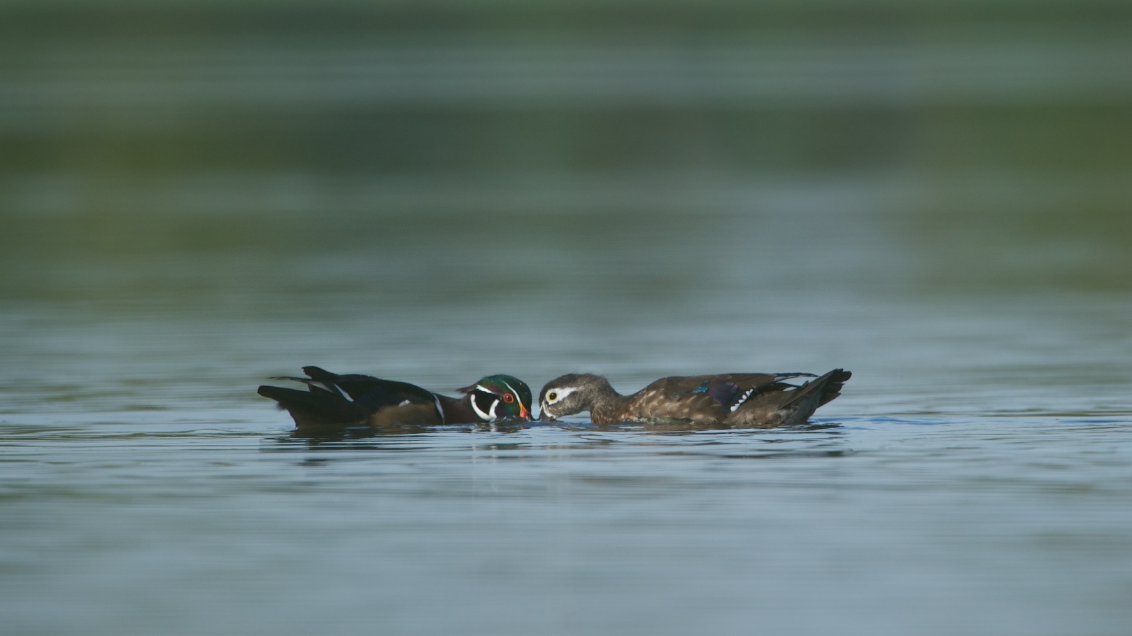 Nose to Nose (Click for Better View)