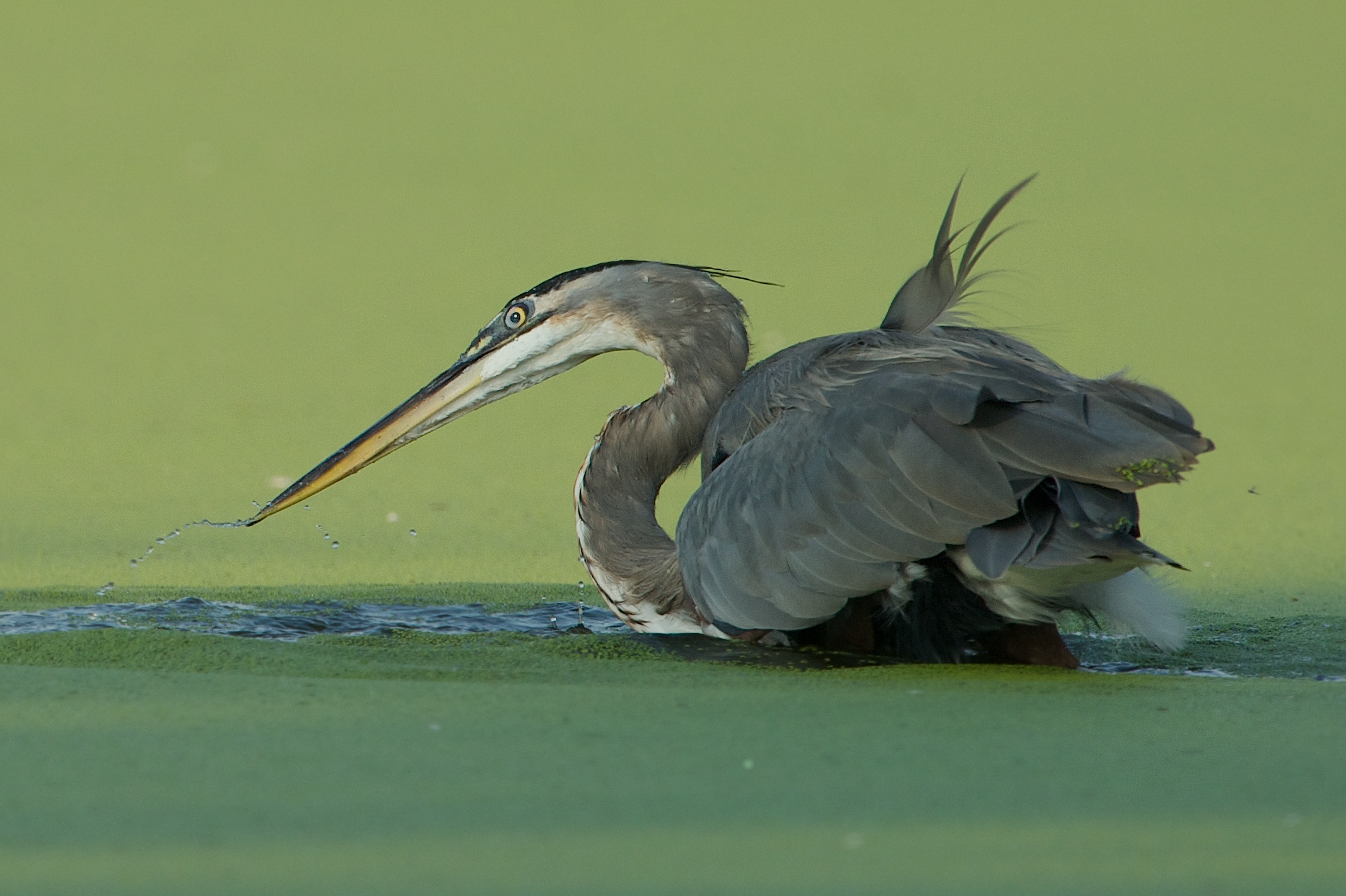 Now Where Did that Fish Go?