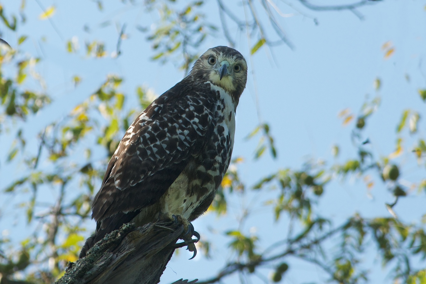 Red Tailed Hawk with His Eye on Me