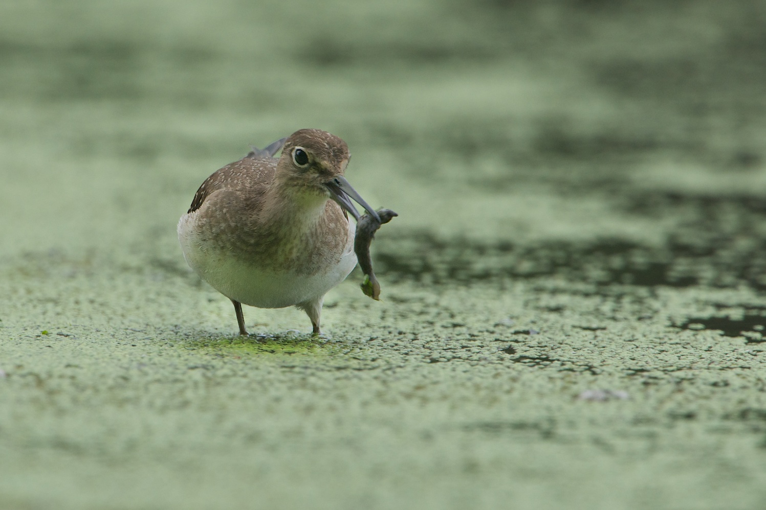 Solitary Sandpiper with a Little Snail
