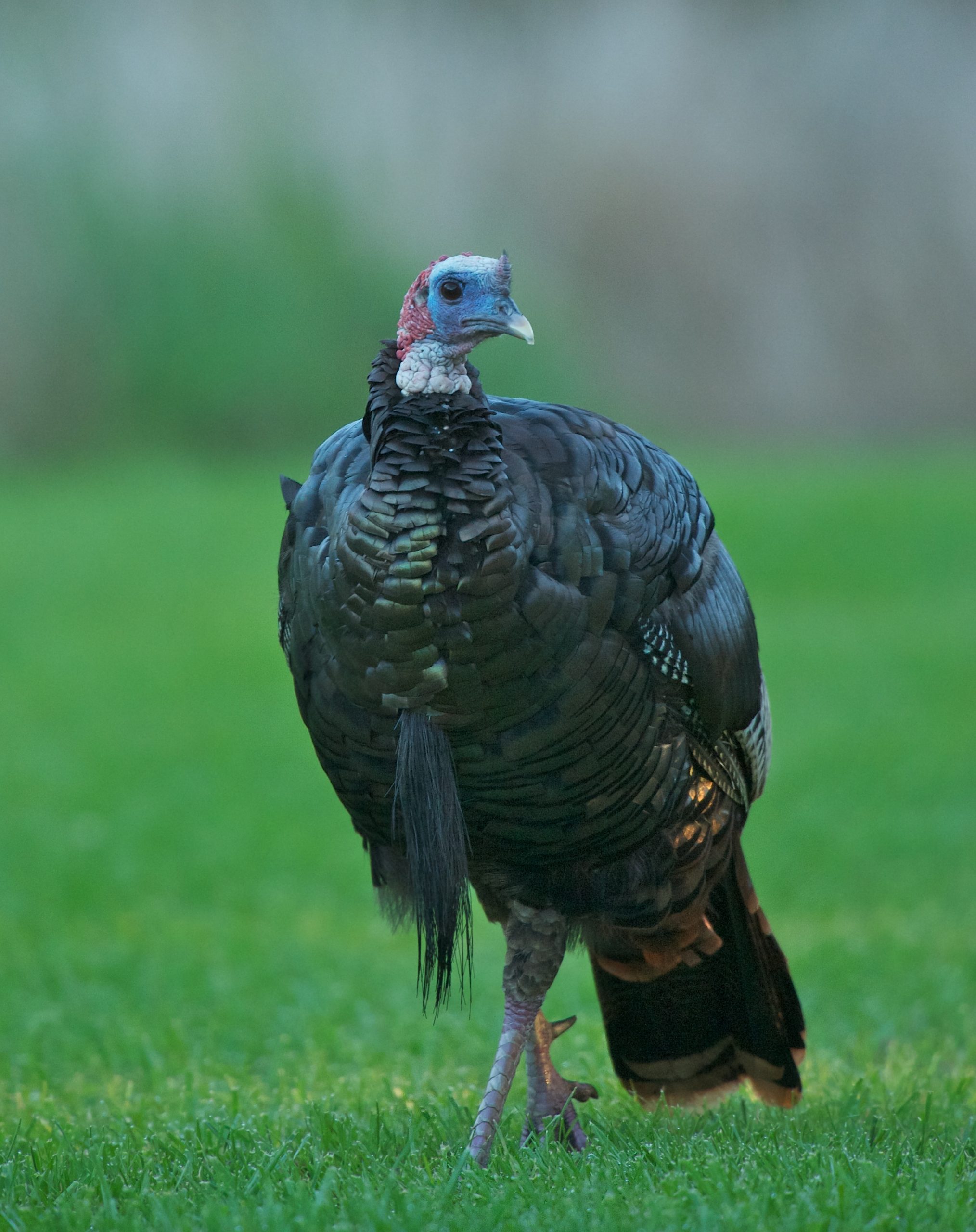 Little Turkey in the Morning