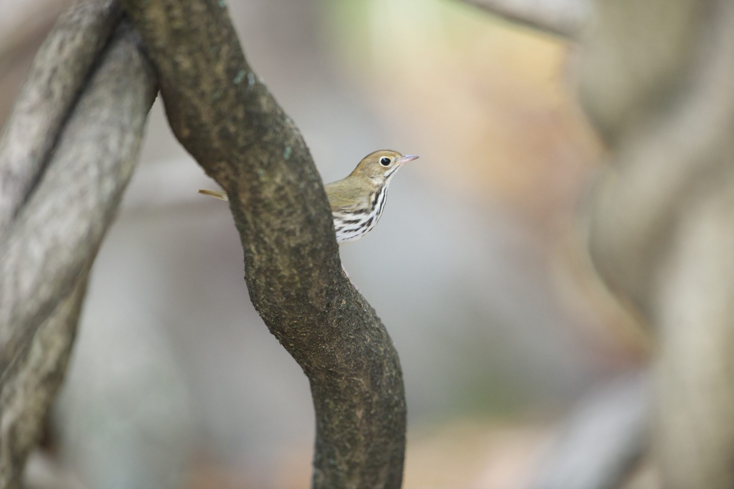 The Oven Bird Under the Bush