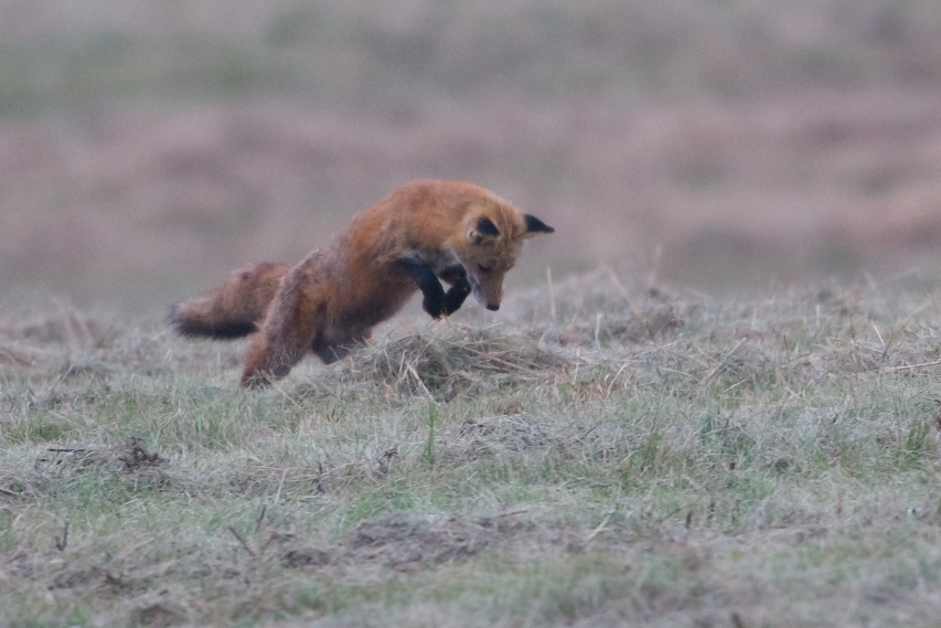 I Know You’re In There (Click to see the Fox Up Close))