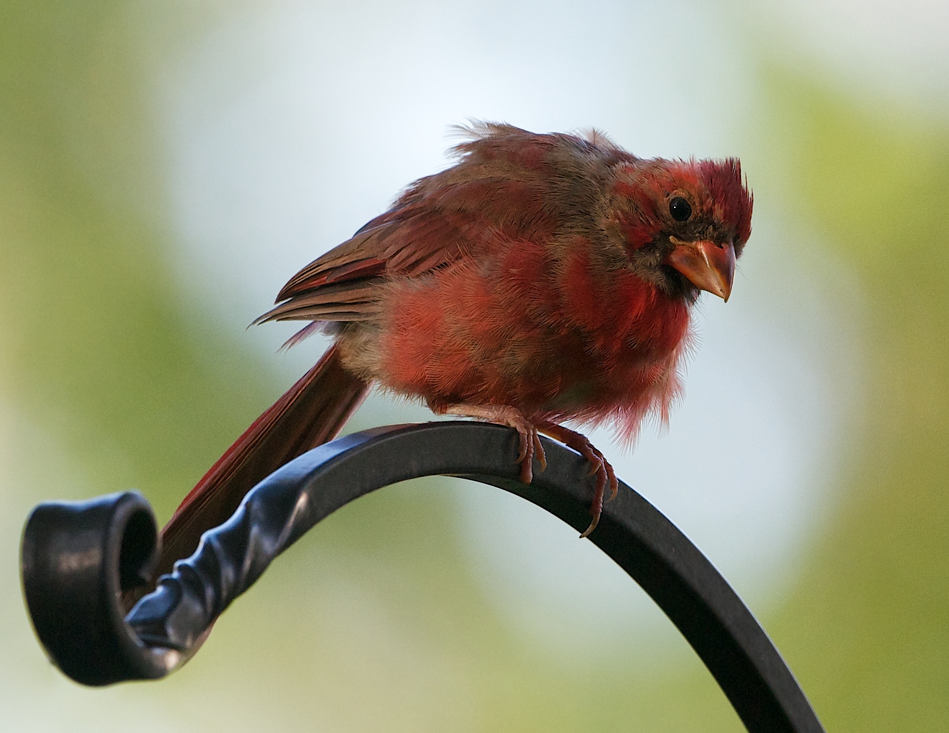 Baby Cardinal Checking Out the Camera