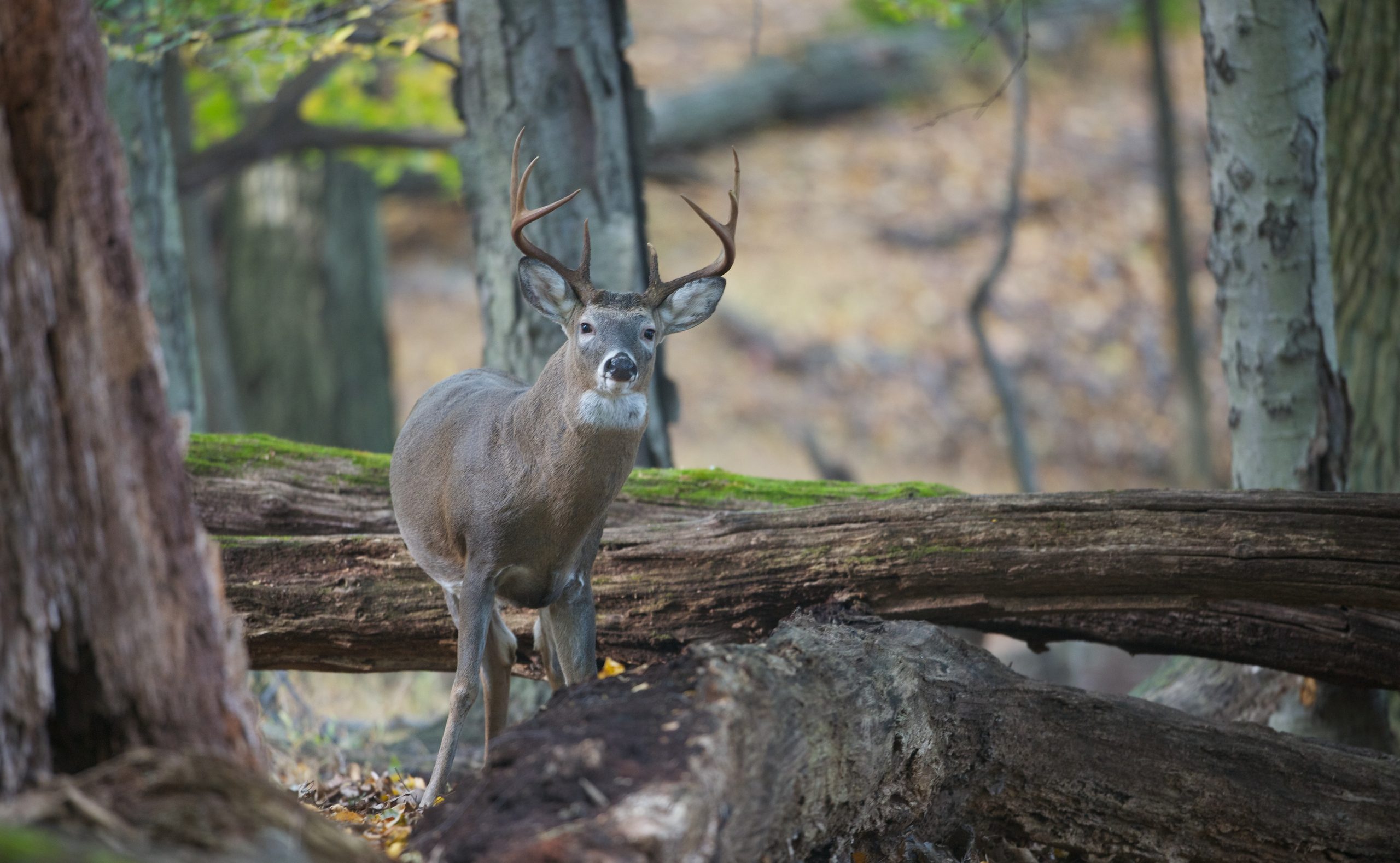 Now What Are You Doing? (Click Photo for MUCH better view.)