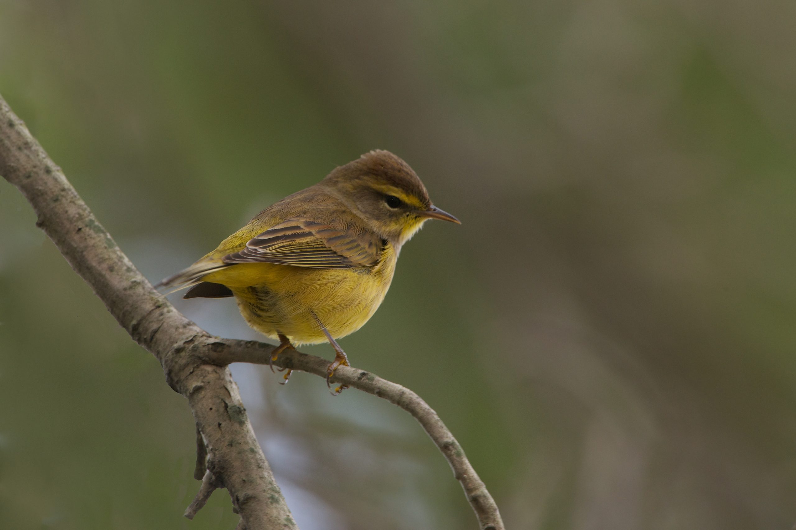 Little Palm Warbler at Valley Forge