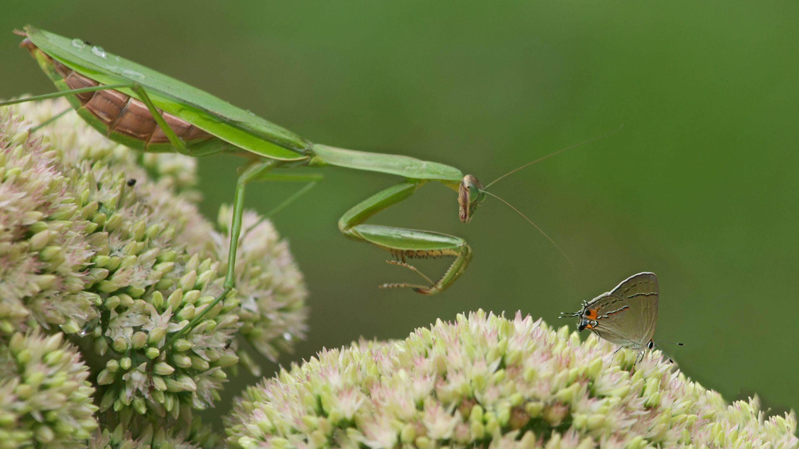 Two Finalists this Month!! – Wu Huuuuu!!!