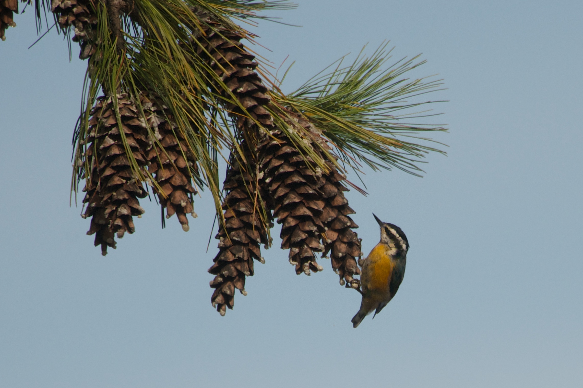Red Breasted Nuthatch