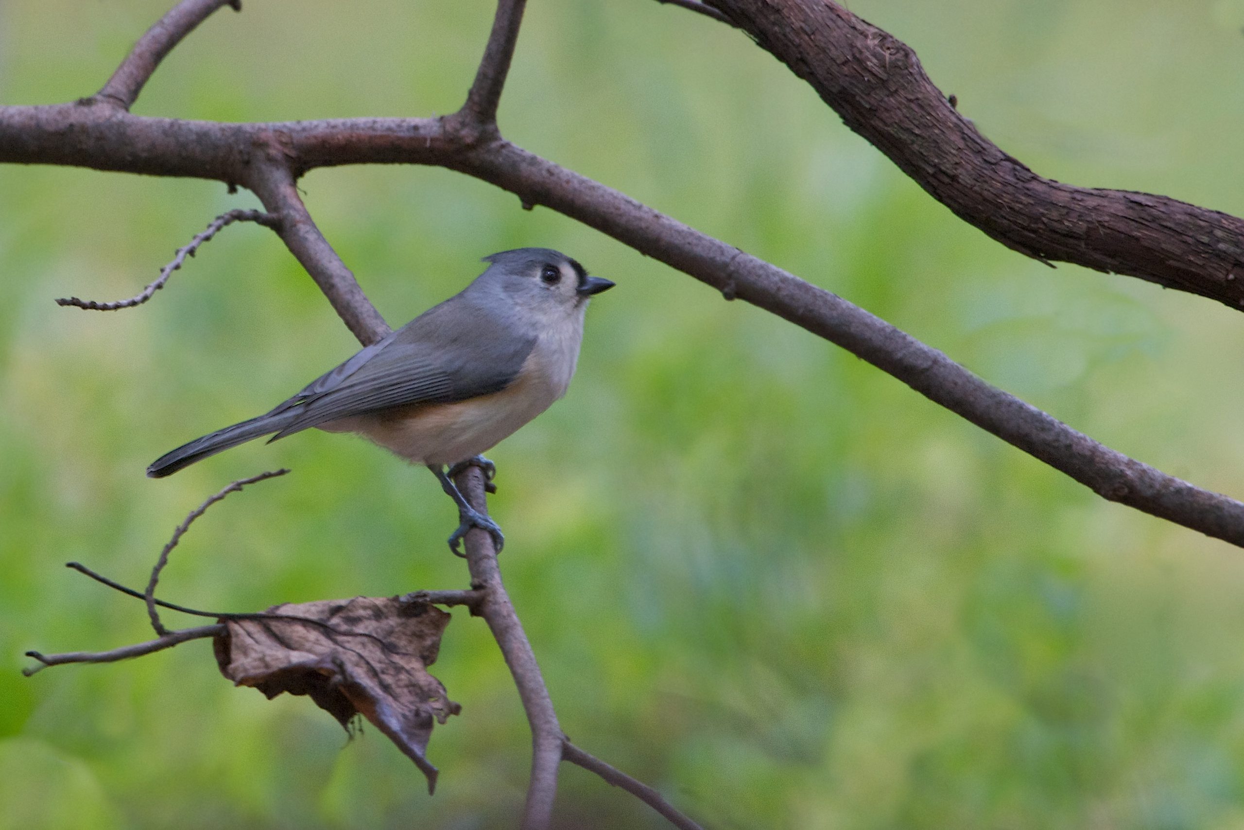 Tufted Titmouse at Valley Forge