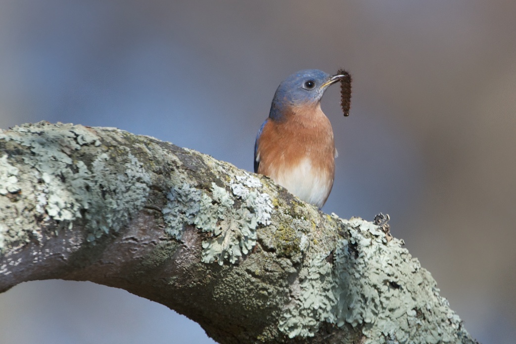 Bluebird and Caterpillar (Click to See that Caterpillar)