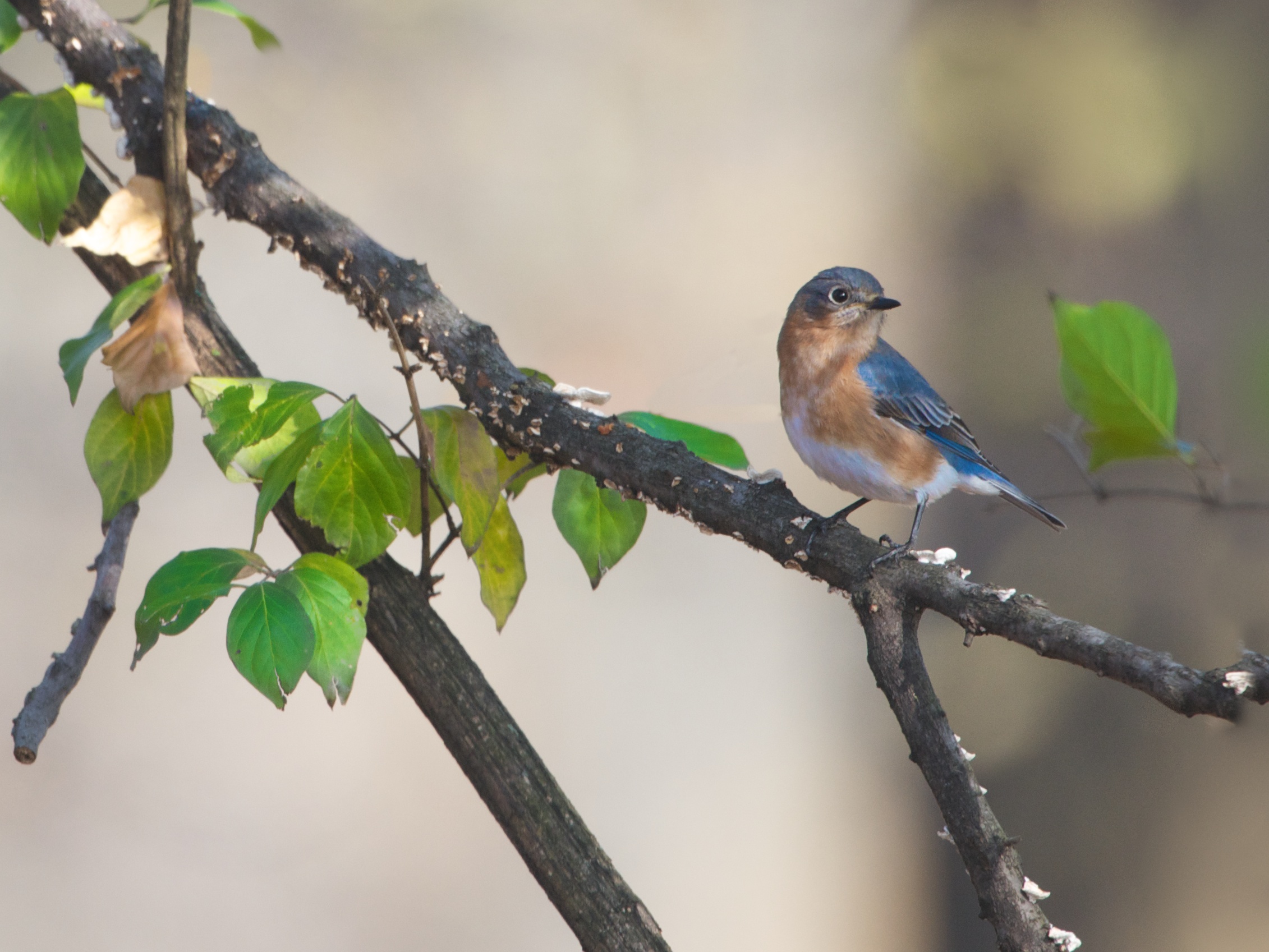 Bluebird in the Woods at Valley Forge