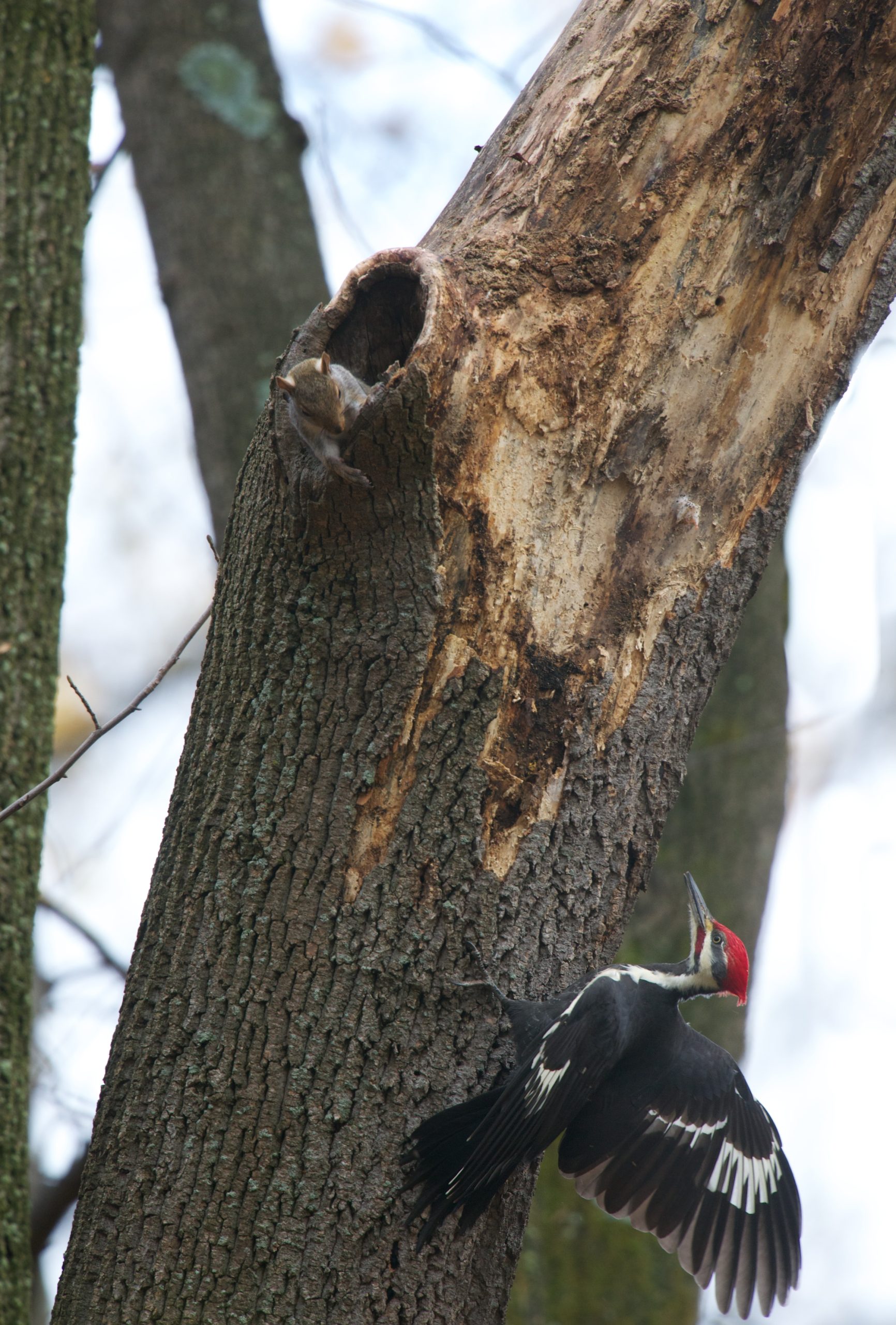 Did You Knock??? See the Squirrel in the Notch?