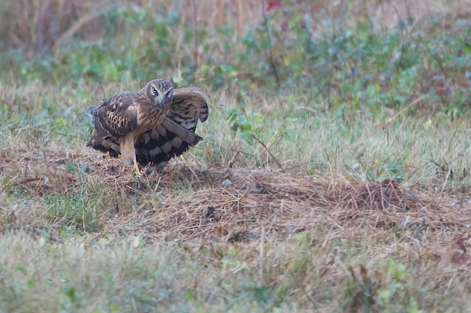 Evil Eye of the Northern Harrier Hawk