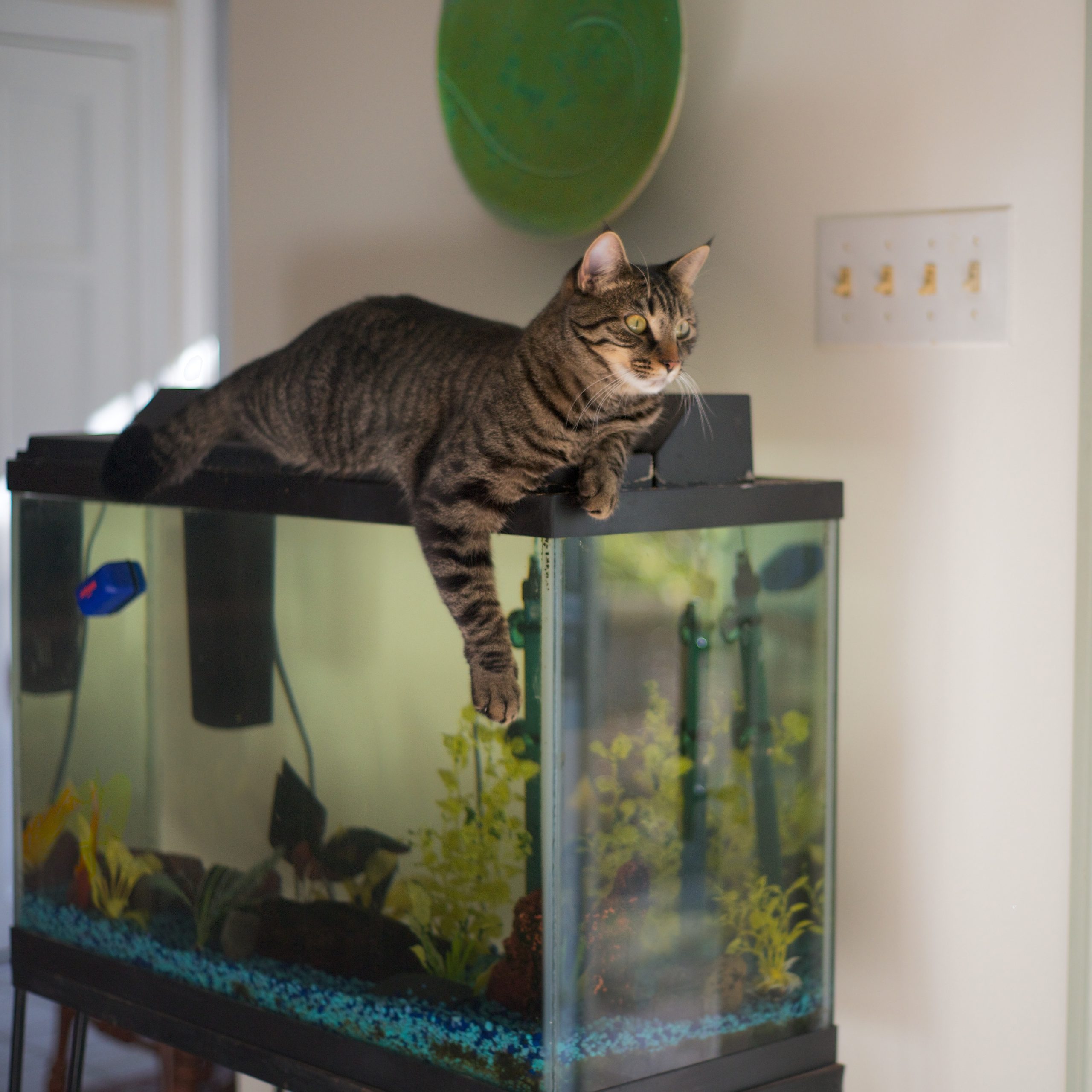 Toto and The Aquarium – Such a Bad Cat