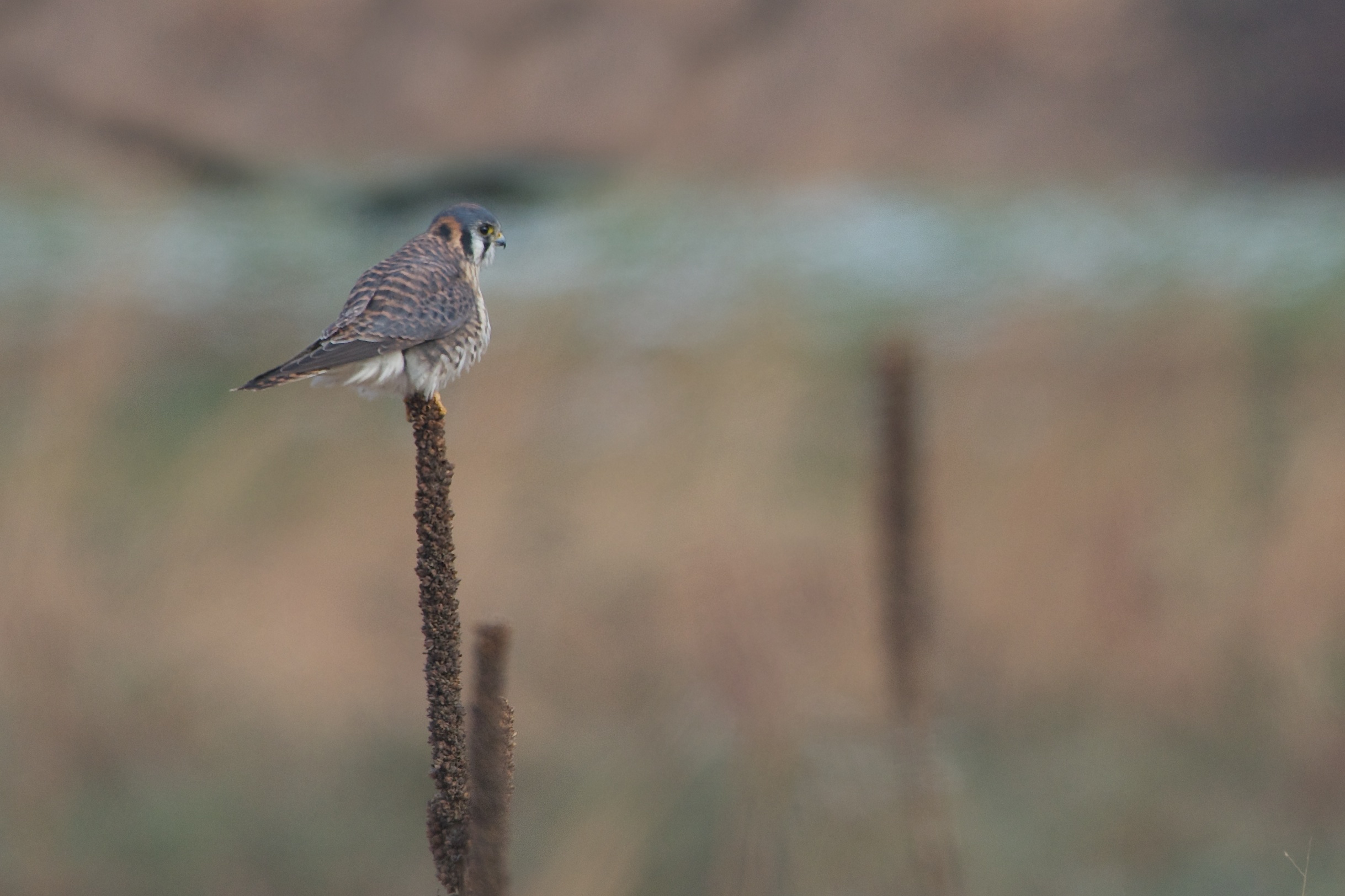 The Littlest Falcon – The American Kestrel in Valley Forge