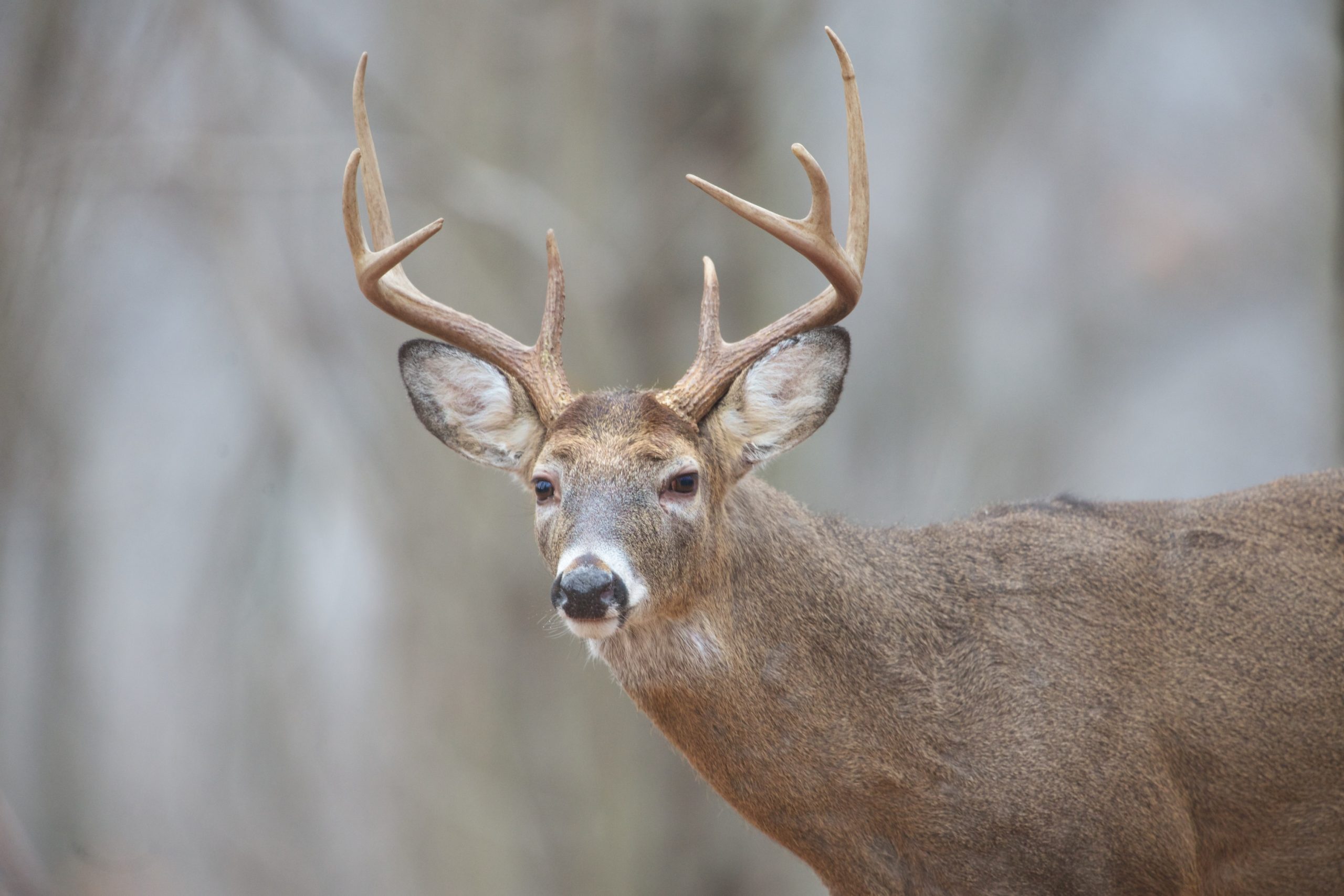 Close Encounter with an Eight Pointer (Click Photos for Close Up View)