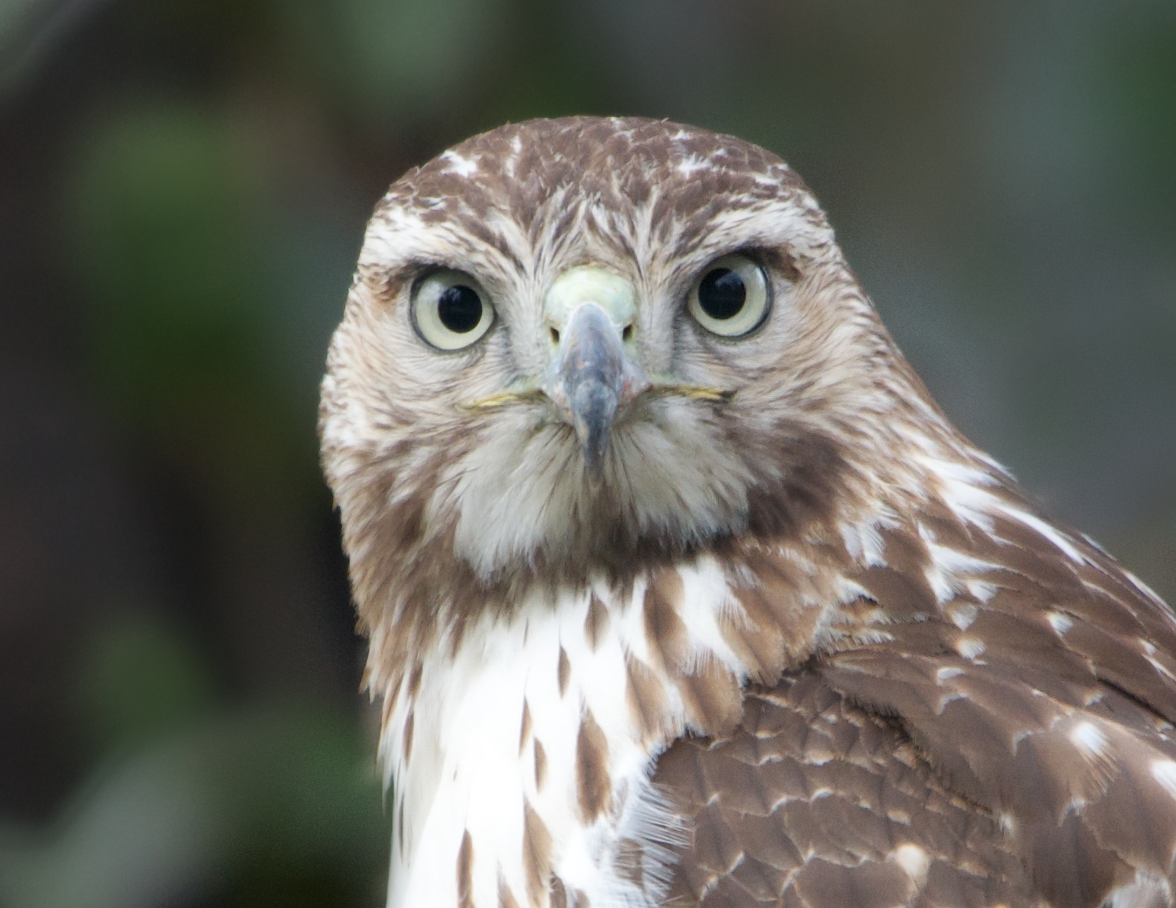 Staring Contest with a Red Tailed Hawk