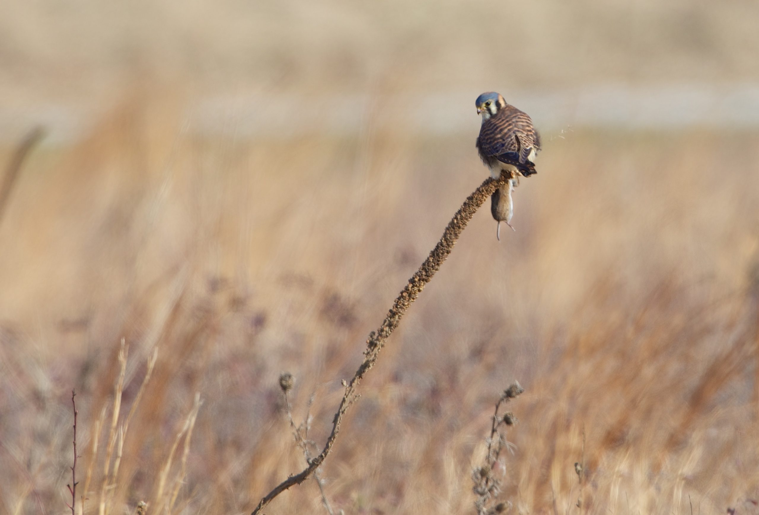 American Kestrel and Mouse (Click to See Mouse)