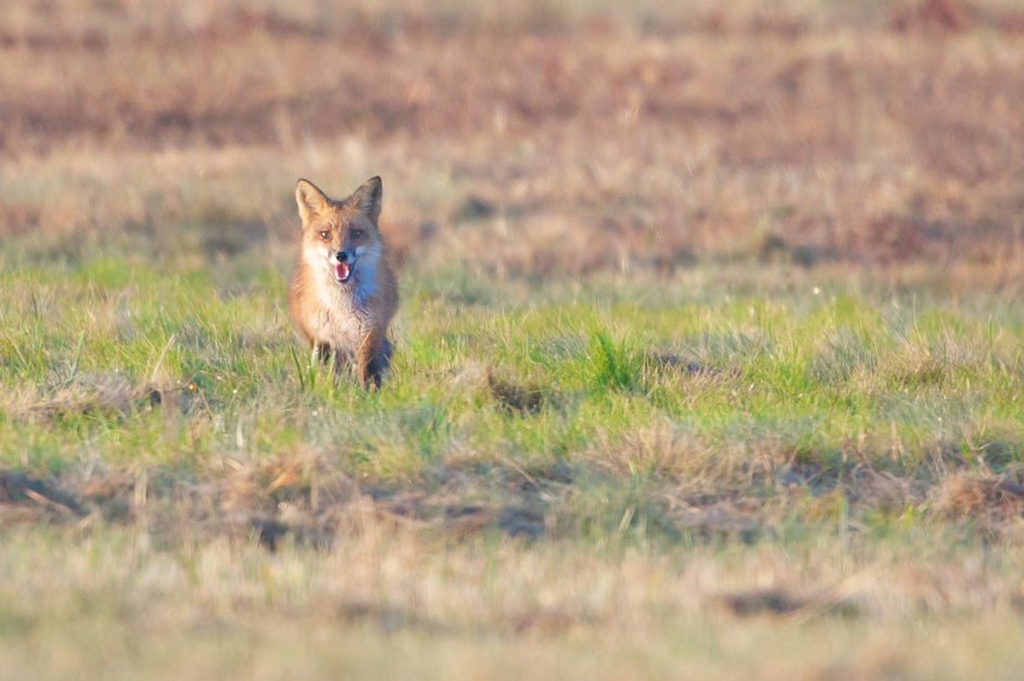 Little Fox At Valley Forge