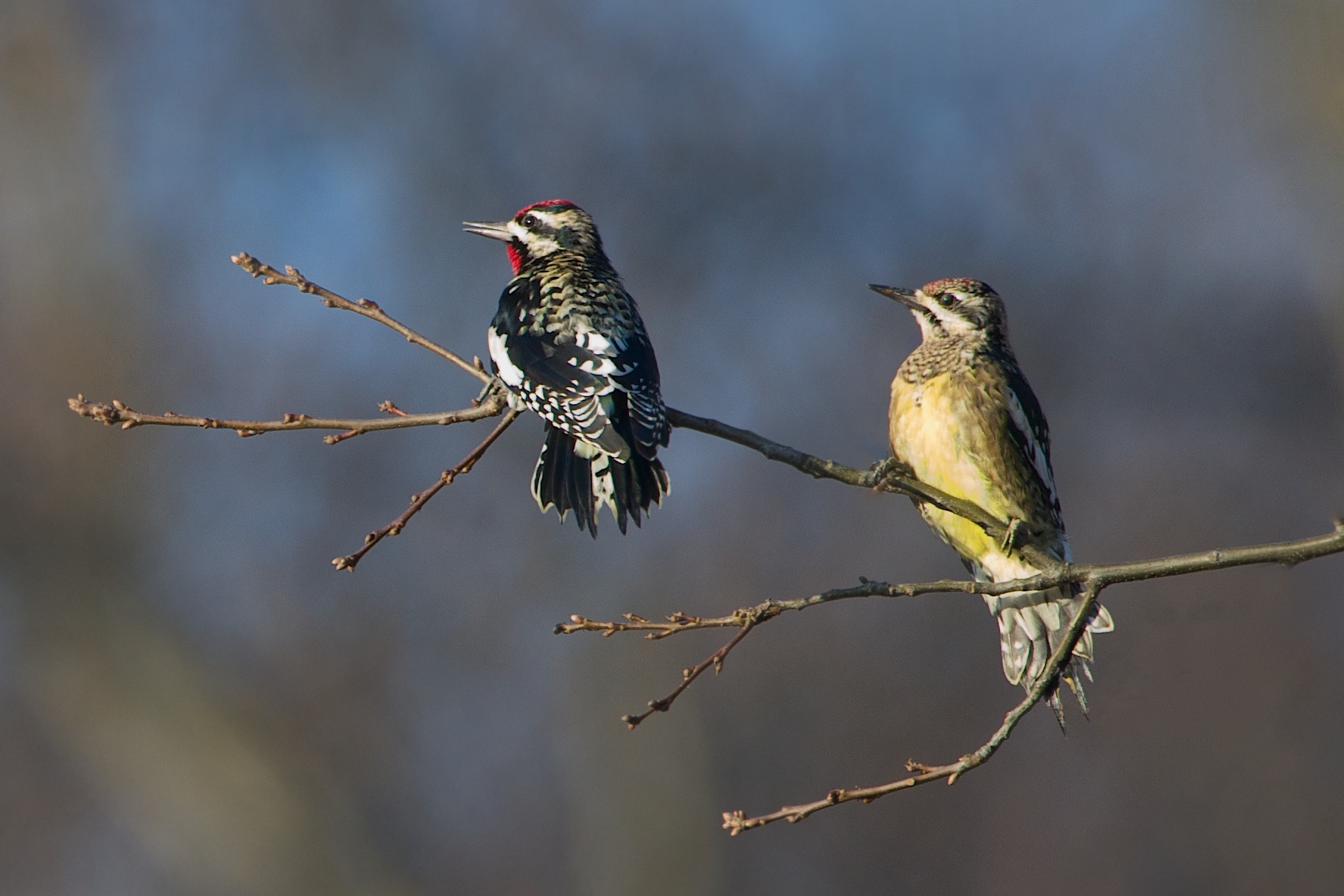 Yellow Bellied Sapsuckers for My Sister Julia D.