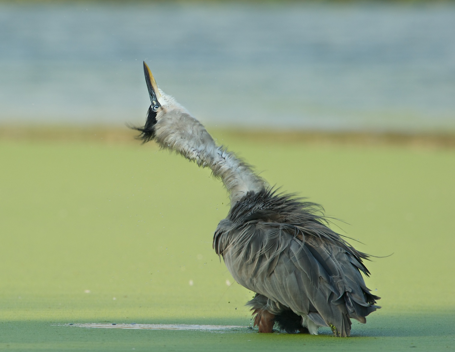 Look Out!!! The Sky is Falling!!! (Click to See the Look in His Eye)