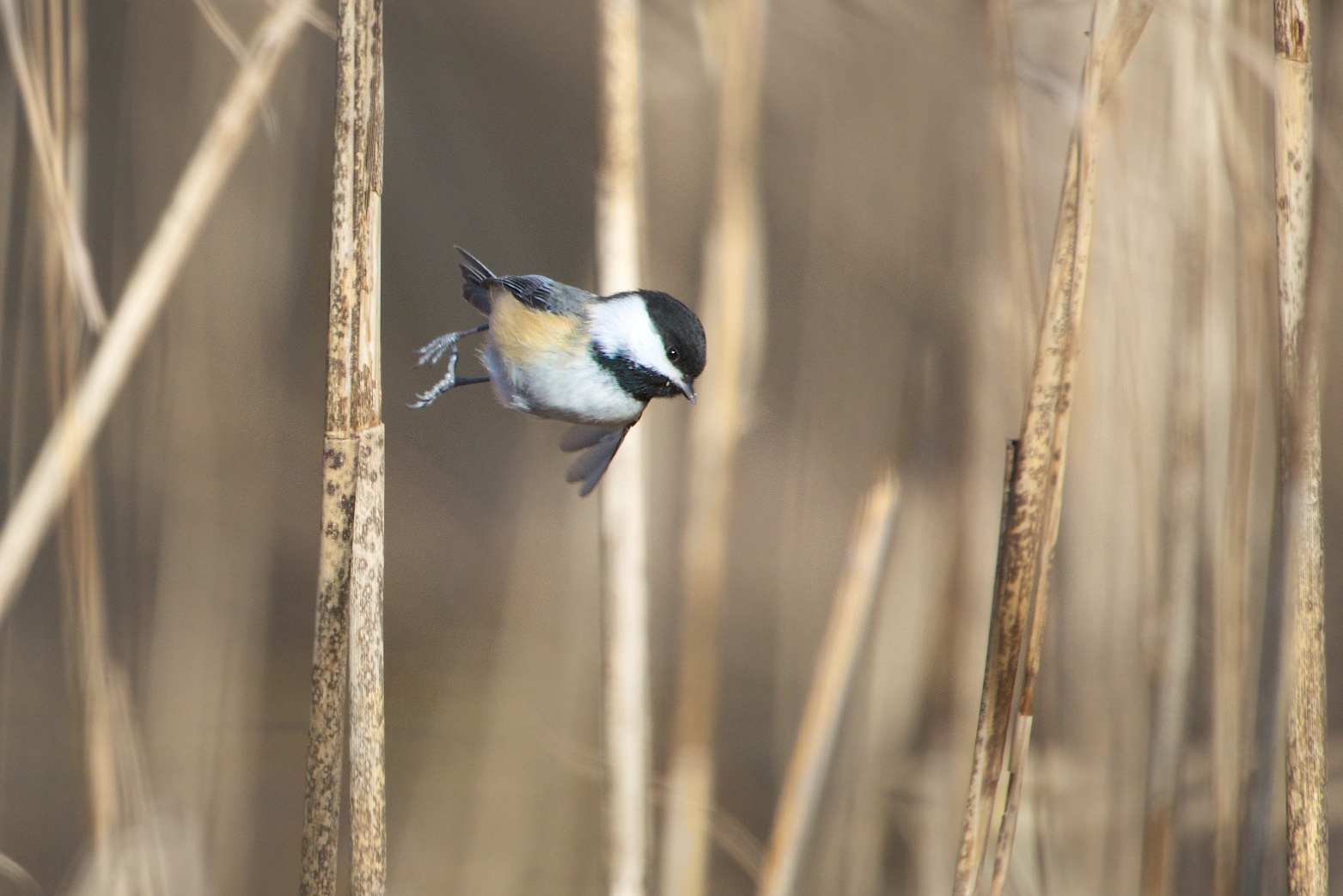 Floating Chickadee