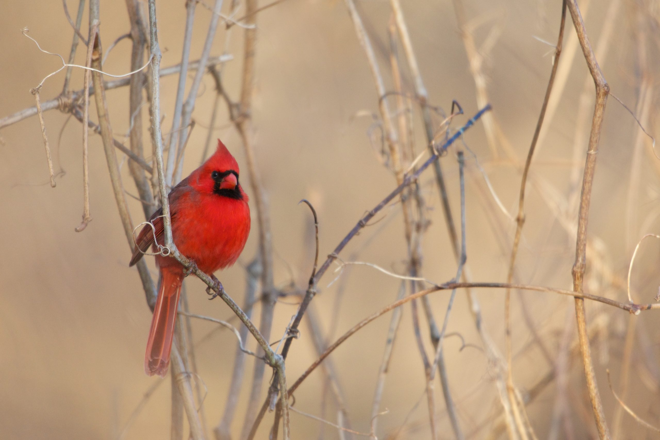 Cardinal This Morning in the Brush