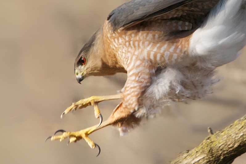 My First Cooper’s Hawk (Click for Better View)