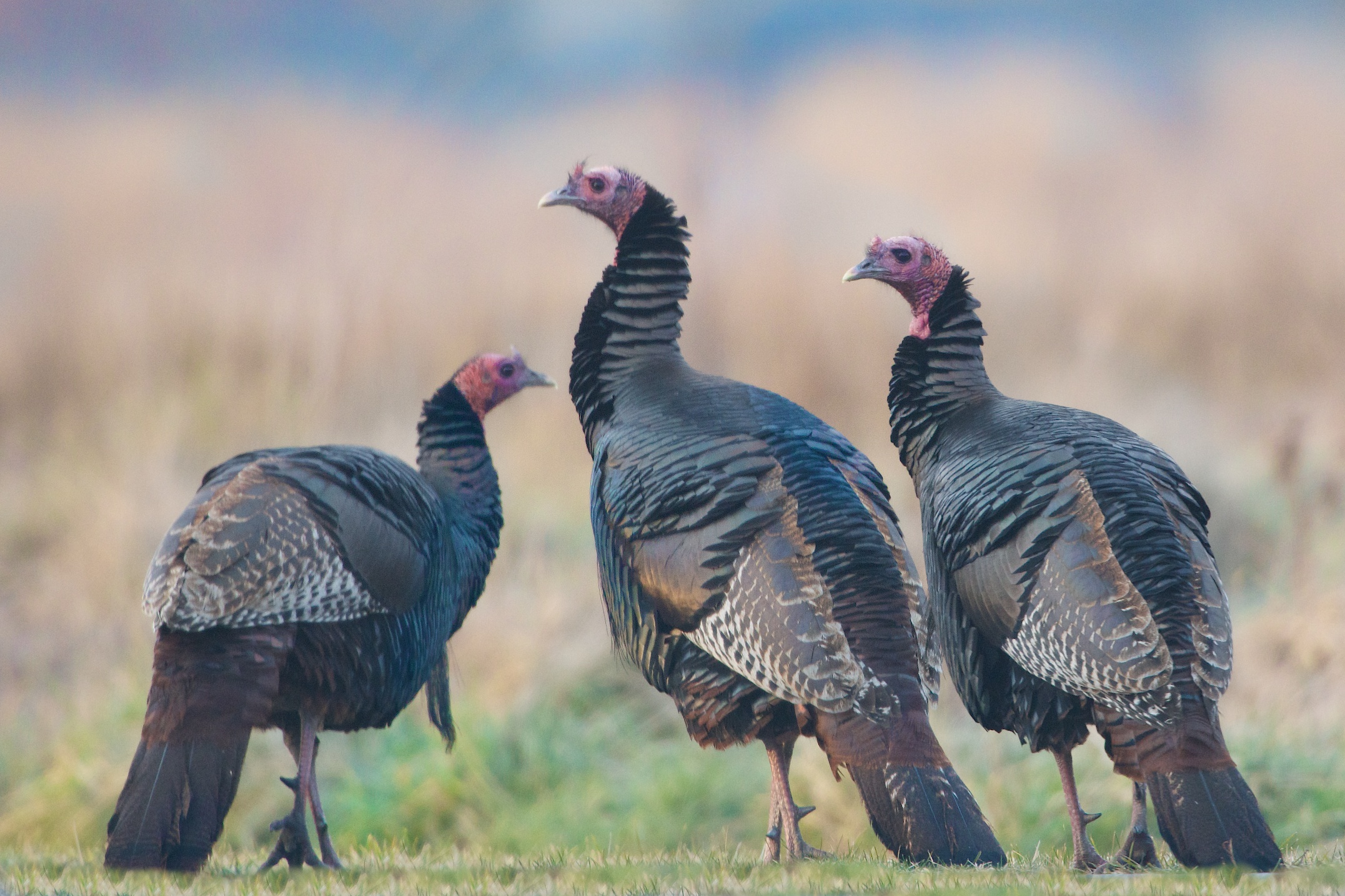 Three Wild Turkeys