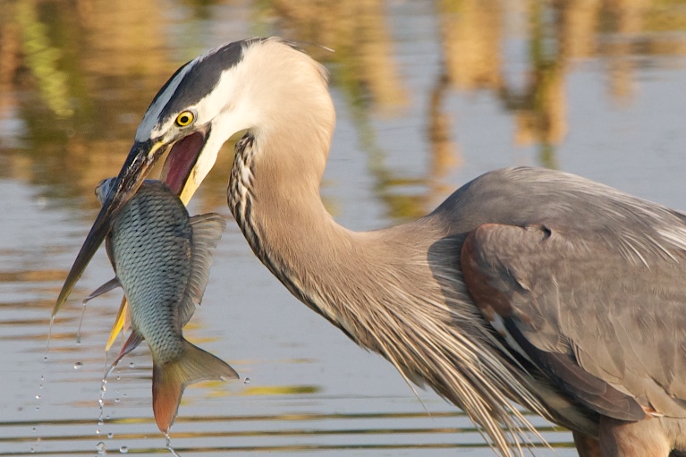 Now That’s a Big Old Fish