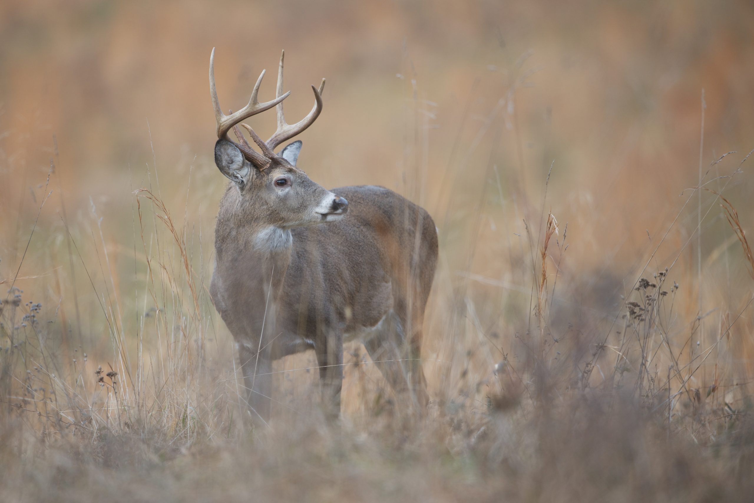 “Eight Pointer” Gets Finalist in December BetterPhoto Contest!!